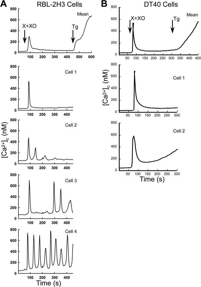 FIGURE 4.