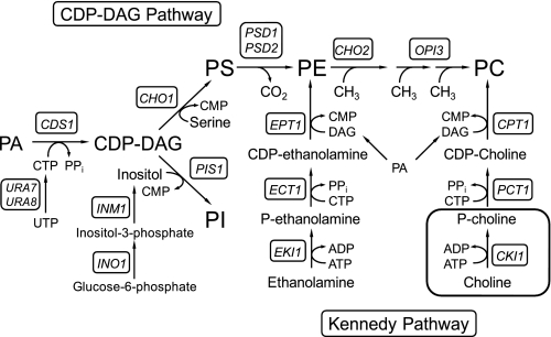 FIGURE 1.