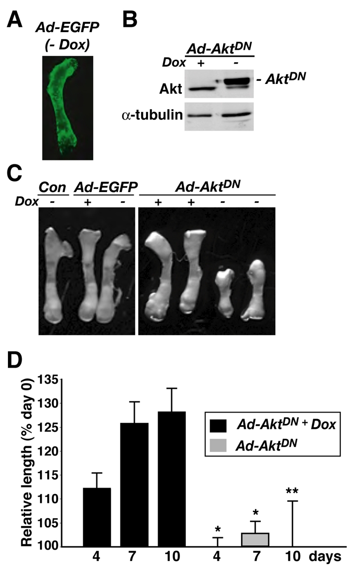 Fig. 9.