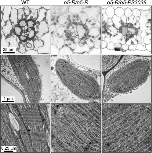 Figure 10.