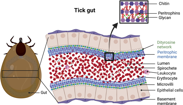 Figure 1: