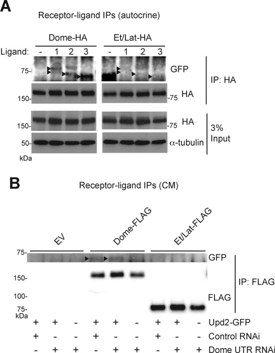 FIGURE 3: