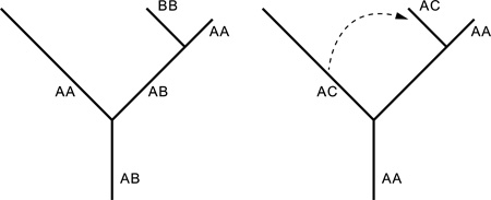 BOX 1 How incongruities in phylogenetic trees can arise