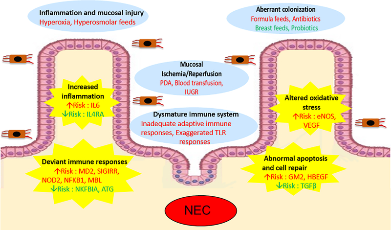 graphic file with name nihms-996578-f0001.jpg