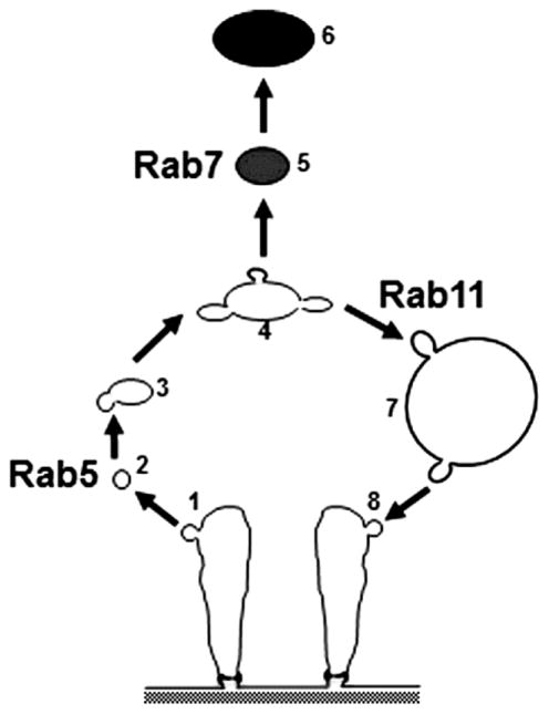 Fig. 7