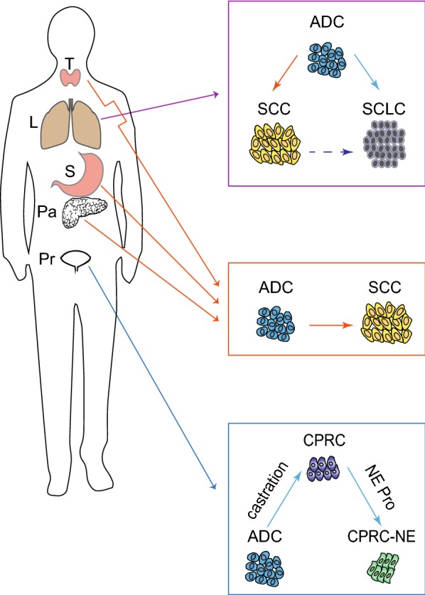 Fig. 3