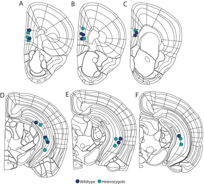 Figure 2—figure supplement 2.