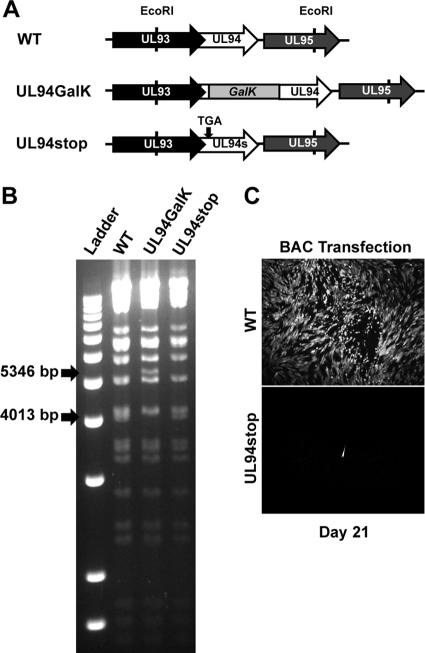 Fig 3