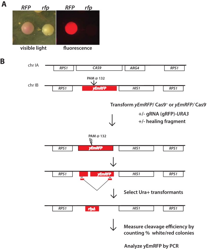 FIG 1 