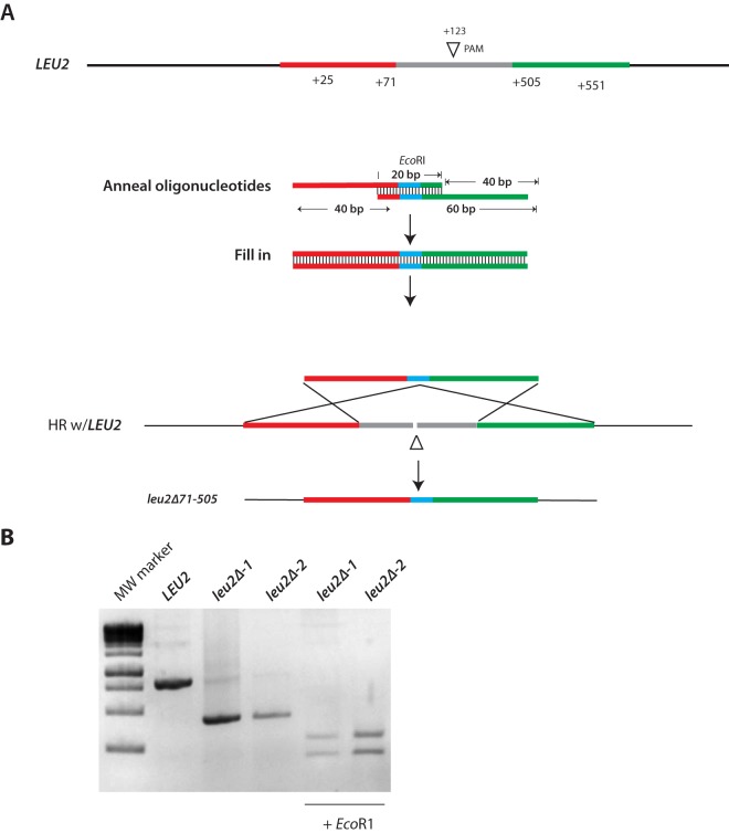 FIG 7 