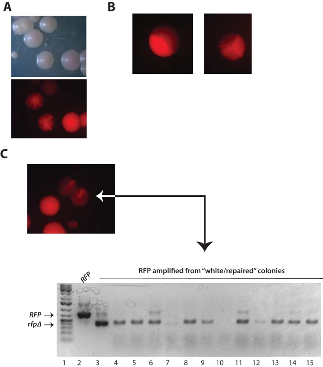 FIG 4 