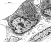 <b>Figure 1.</b>
