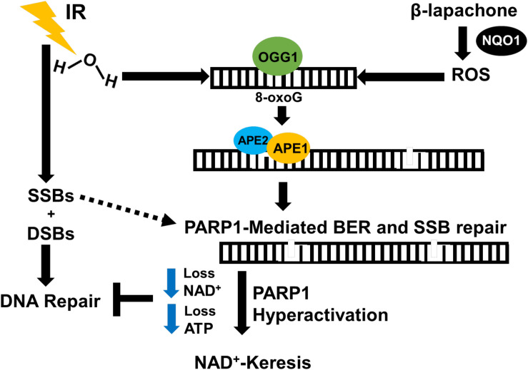 FIGURE 4