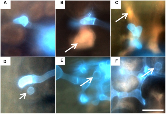 FIGURE 2