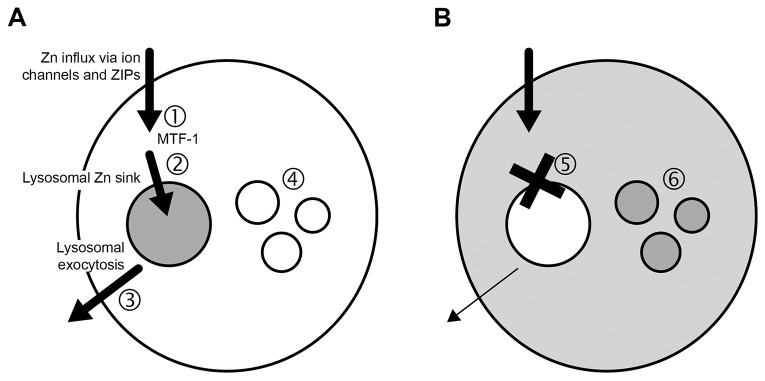 Fig. 5.