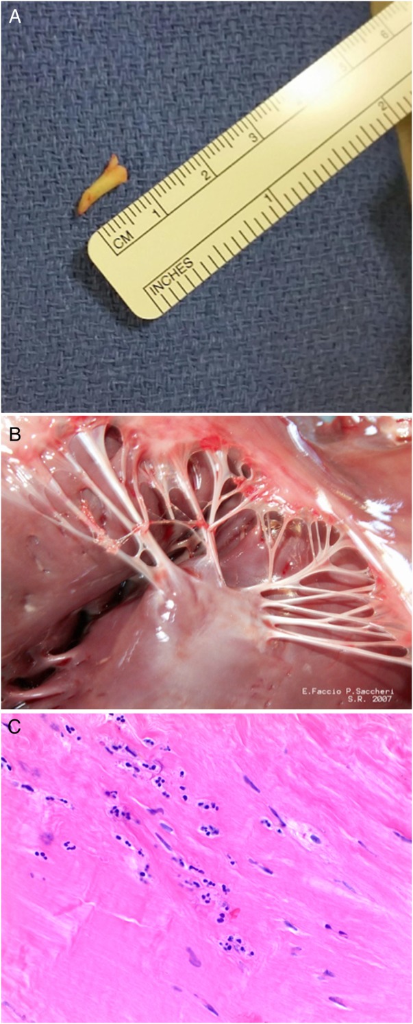 Figure 4