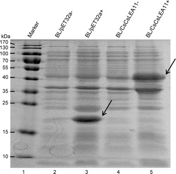 Fig. 5