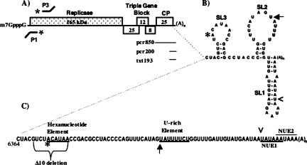 FIGURE 1.