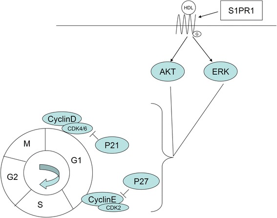 Fig. 8