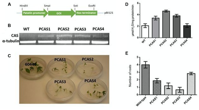 FIGURE 3