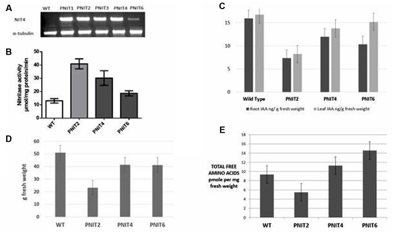 FIGURE 4