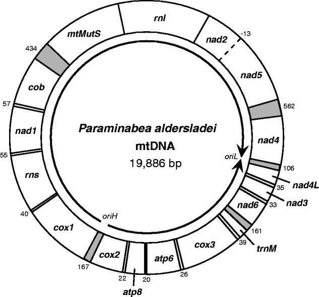 Fig. 1.—