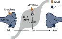 Figure 11.