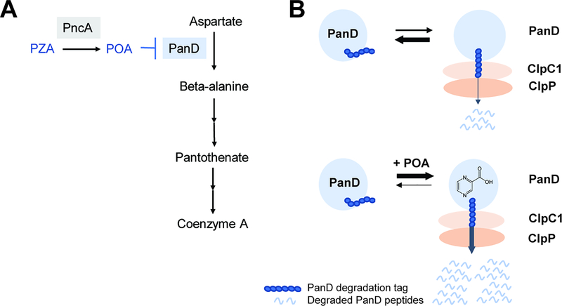 Figure 2, Key Figure.