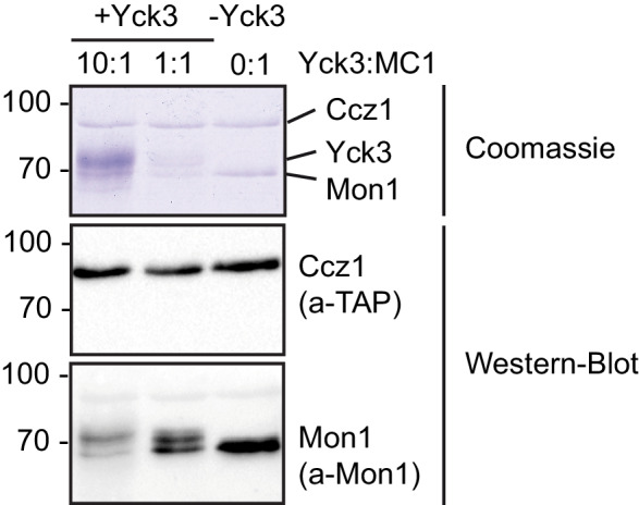 Figure 6—figure supplement 1.