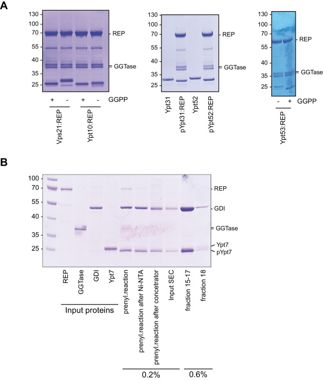 Figure 3—figure supplement 1.