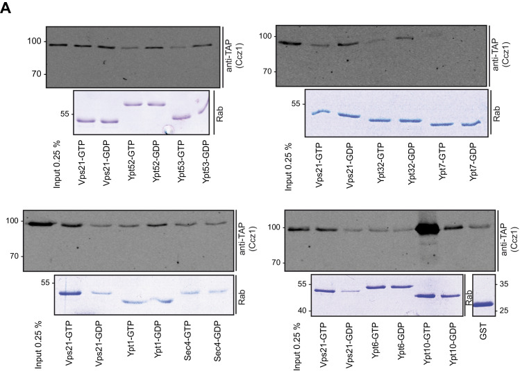 Figure 1—figure supplement 2.