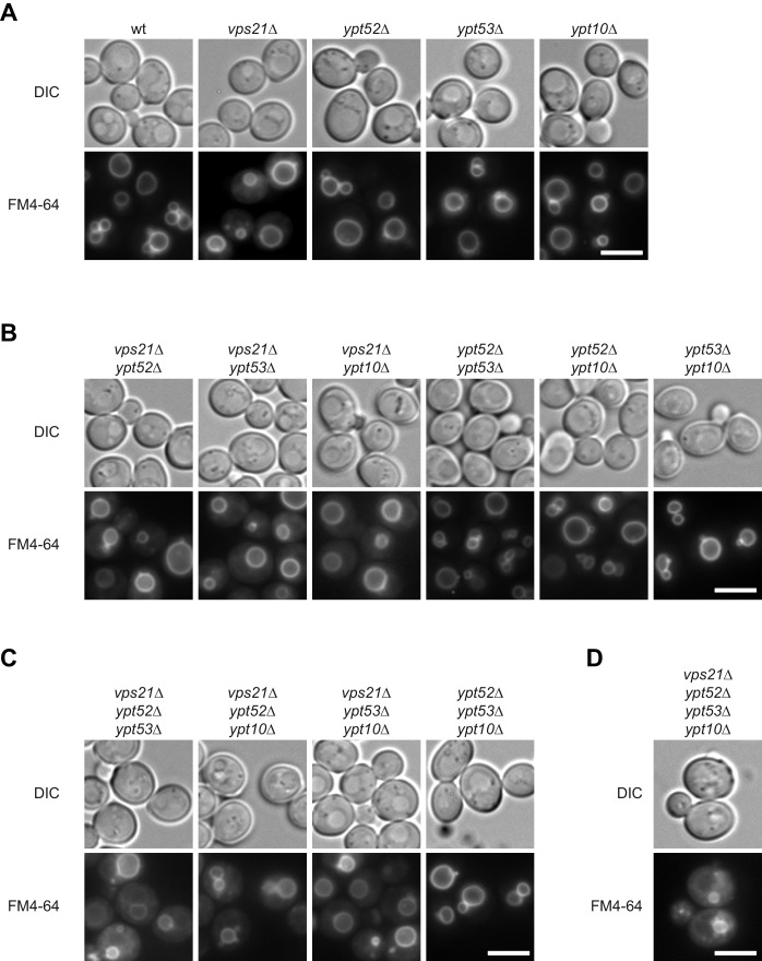 Figure 1—figure supplement 1.