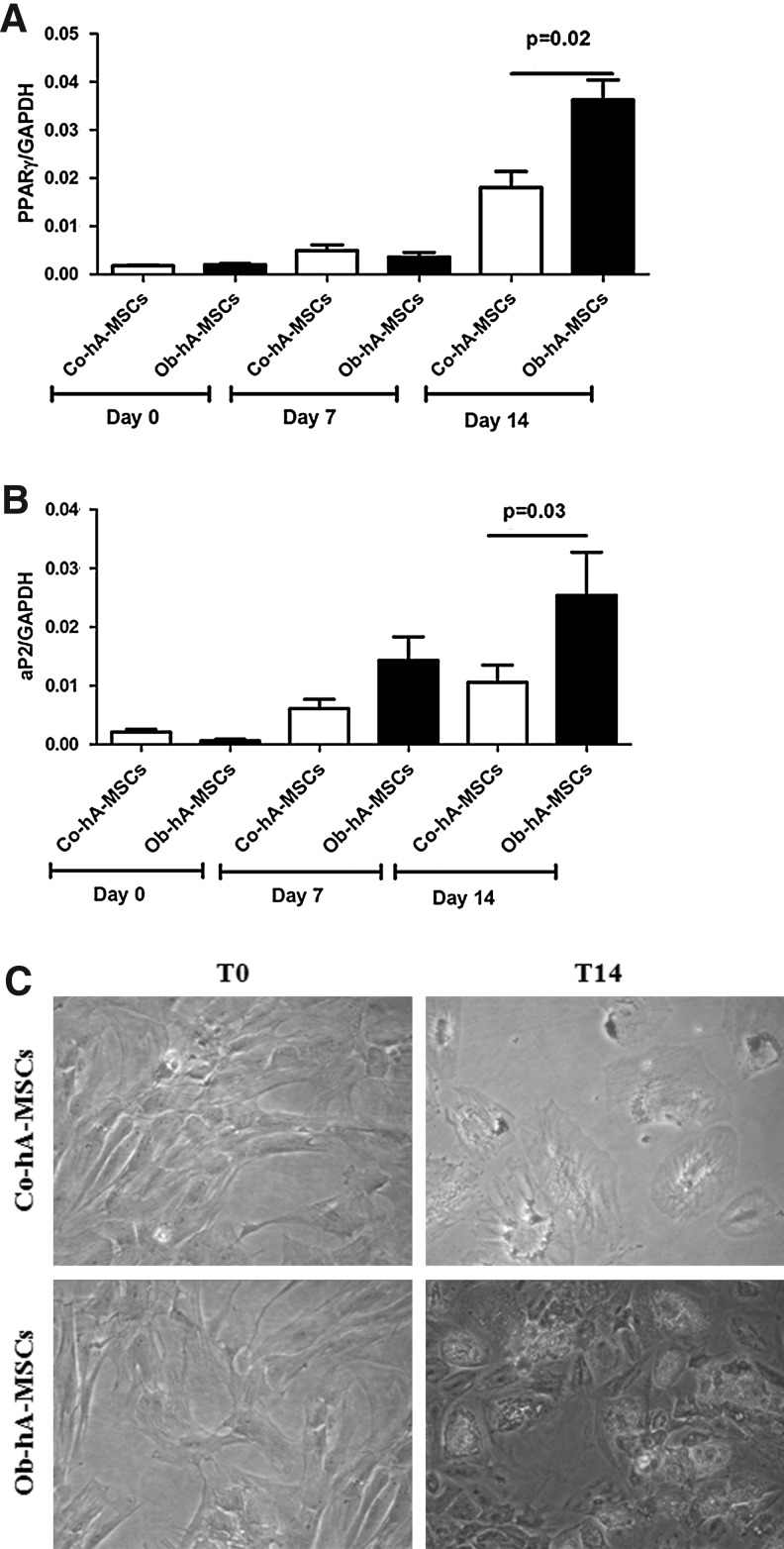 FIG. 2.