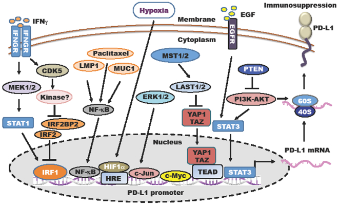 Figure 4: