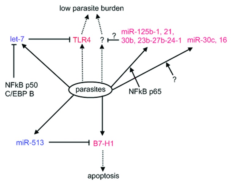 graphic file with name rna-10-371-g2.jpg