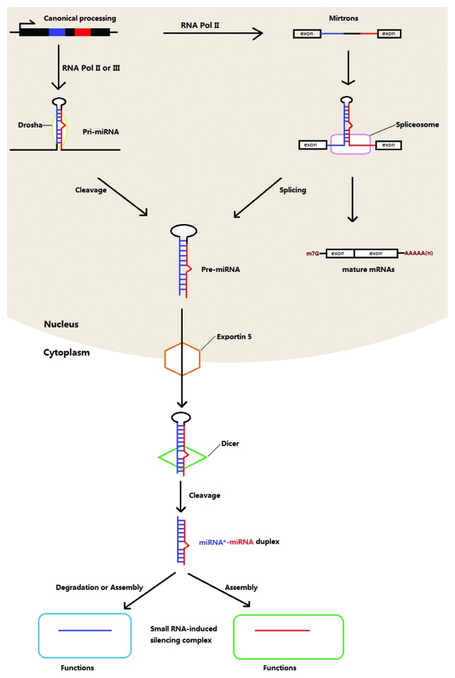 graphic file with name rna-10-371-g1.jpg