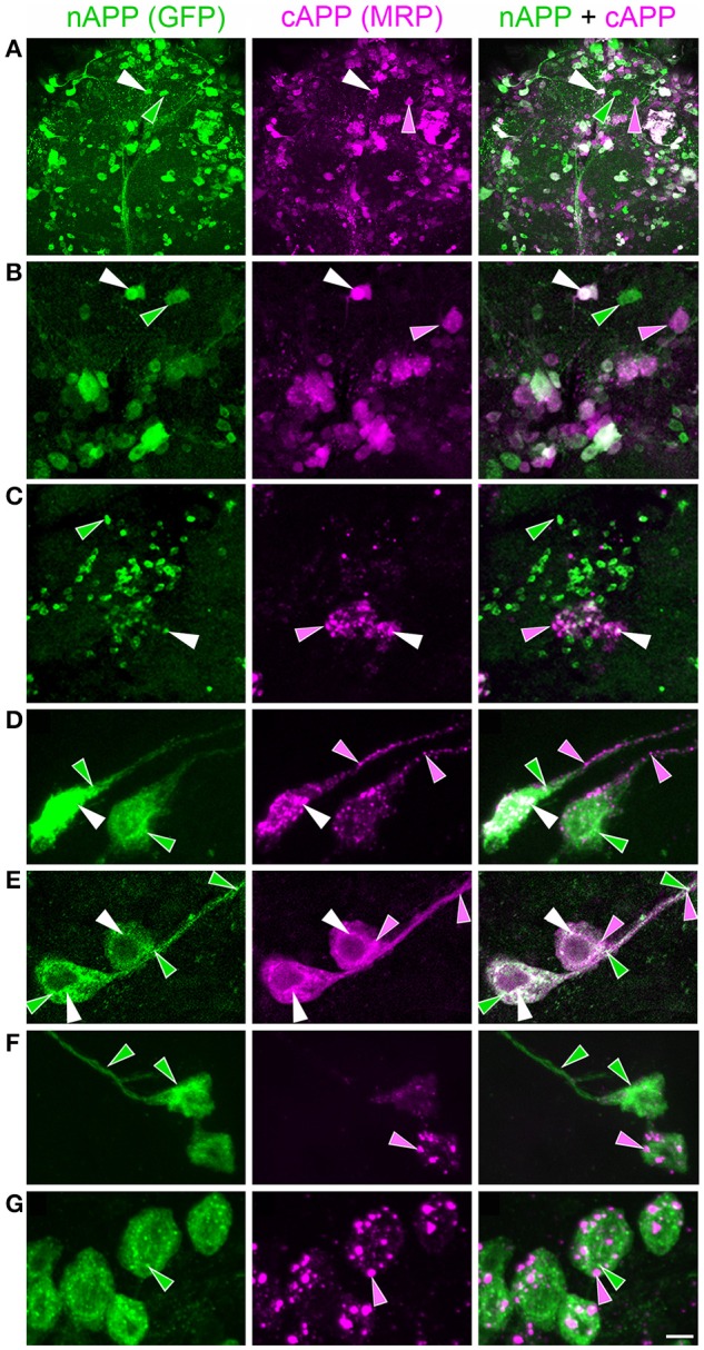 Figure 13