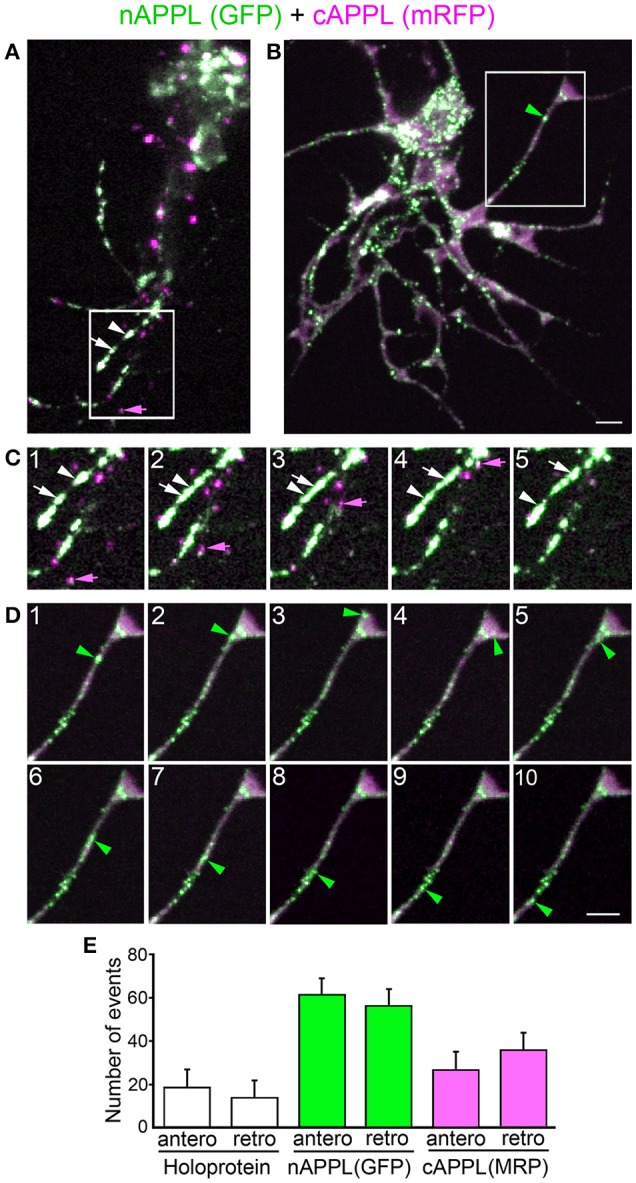 Figure 11