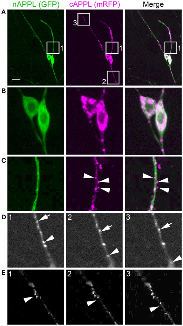 Figure 14