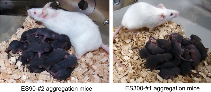 Fig 6