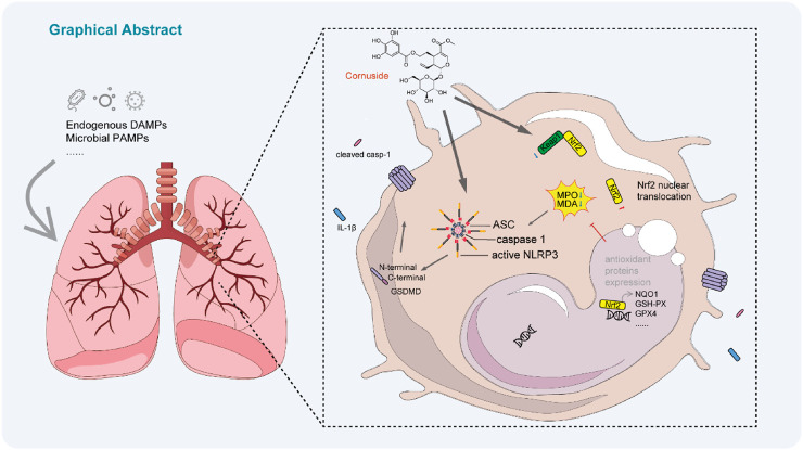 Graphical abstract showing a diagram of human lungs affected by endogenous DAMPs and microbial PAMPs. Zoomed-in cellular illustration depicts mechanisms involving cornuside, NLRP3 activation, and the role of ASC, caspase 1, and GSDMD proteins, leading to Nrf2 nuclear translocation and antioxidant expression.