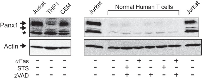 FIGURE 10.