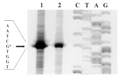 FIG. 1