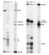 Fig. 13