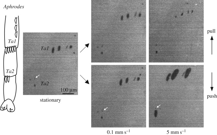 Figure 5.