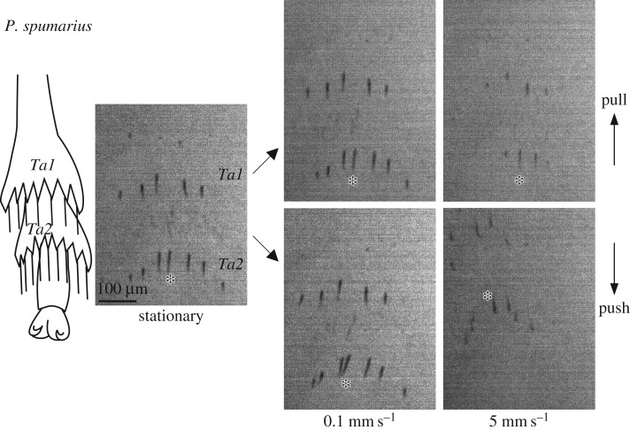 Figure 7.