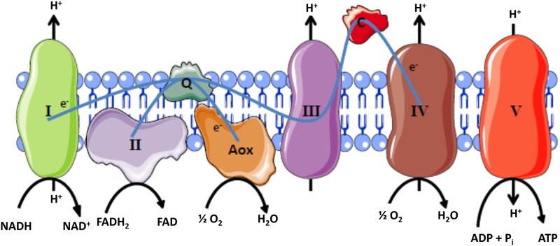 Fig 1