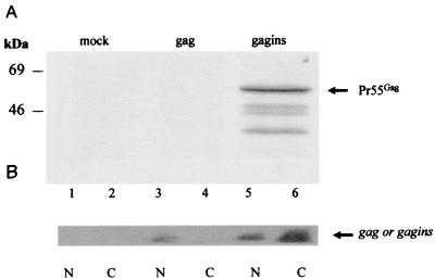 FIG. 1.