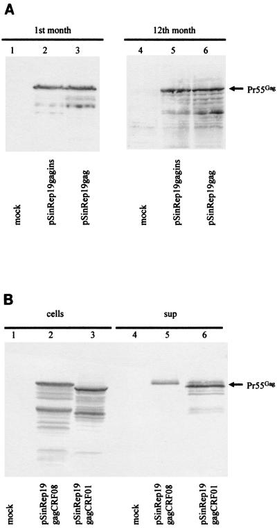 FIG. 5.