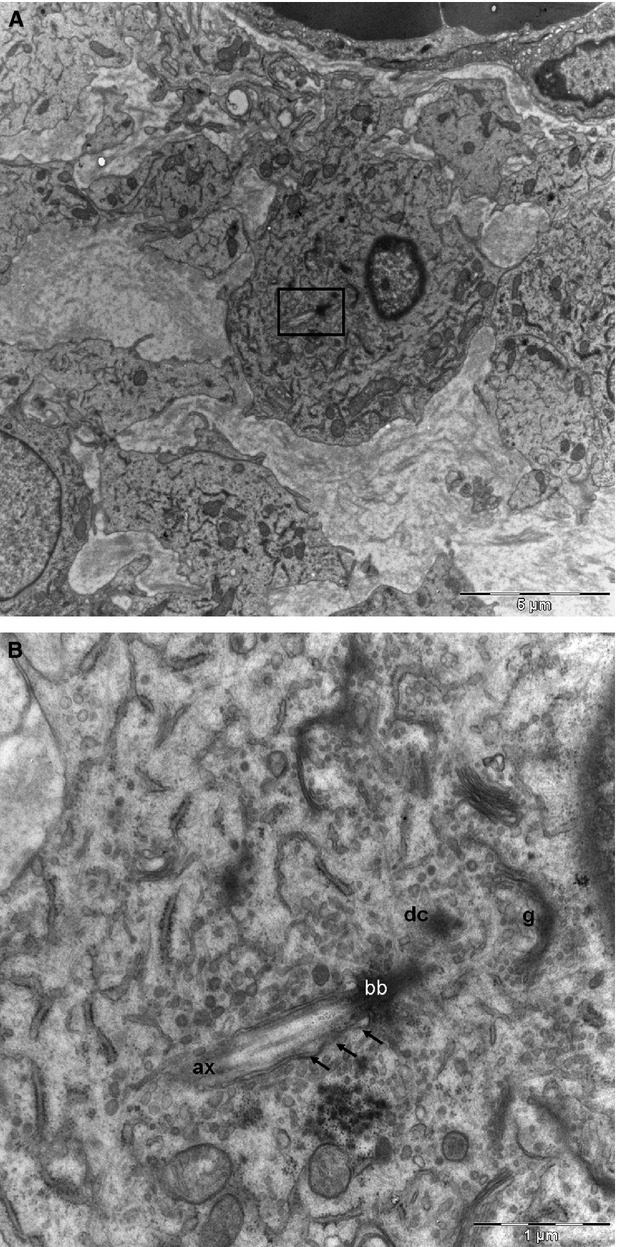 Fig. 8